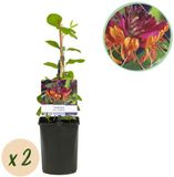 Green boutiQ Kamperfoelie Lonicera heckrottii Goldflame Roze met Geel Weinig onderhoud 2 planten Pot 11cm Hoogte 40cm
