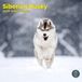 Baker & Bray Siberische Husky Kalender 2027 Wandkalender
