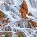 Idaho Brown Trout Idaho Wild & Scenic 2027 12 X 24 Inch (Hanging) Monthly Square Wall Calendar Plastic-Free