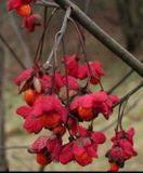 GRDplanten Groendecor Tuinarchitectuur Euonymus europaeus - Kardinaalshoed, Kardinaalsmuts, Wilde Kardinaalsmuts 60-80 cm in pot