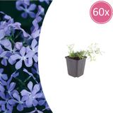 Plantenboetiek.nl Tuinplantenshop.com | Phlox (S) 'Emerald Cushion Blue' | 60 stuks - Ø9cm - 10-25cm hoog - Tuinplant