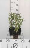 GRDplanten Salvia 6x Salie - Salvia uliginosa 'African Skies' | 9x9 cm pot