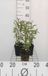 GRDplanten Salvia 6x Salie - Salvia uliginosa 'African Skies' | 9x9 cm pot