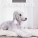 Red Robin Bedlington Terrier Kalender 2027 Kalender mural