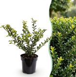 Green boutiQ - 8x Ilex crenata Covenxa - Japanse Hulst - Haagplanten - Groenblijvend - Groen - Pot 9cm - Hoogte 20-30cm