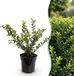 Green boutiQ - 8x Ilex crenata Covenxa - Japanse Hulst - Haagplanten - Groenblijvend - Groen - Pot 9cm - Hoogte 20-30cm