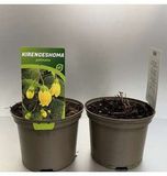 GRDplanten Kirengeshoma palmata 6x Japanse wasbloem | 9x9 cm pot