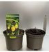 GRDplanten Kirengeshoma palmata 6x Japanse wasbloem | 9x9 cm pot