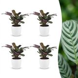 Green boutiQ Ctenanthe Burle Marxii Visgraatplant 4 Planten met Potter Wit Pot 12cm Hoogte 30cm
