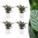 Green boutiQ Ctenanthe Burle Marxii Visgraatplant 4 Planten met Potter Wit Pot 12cm Hoogte 30cm