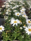 GRDplanten Margriet 6x Leucanthemum superbum ‘Snow Lady’ | 9x9 cm pot