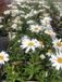 GRDplanten Margriet 6x Leucanthemum superbum ‘Snow Lady’ | 9x9 cm pot