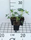 GRDplanten Groendecor Tuinarchitectuur 6x Stinkend nieskruid - Helleborus foetidus | 9x9 cm pot