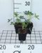 GRDplanten Groendecor Tuinarchitectuur 6x Stinkend nieskruid - Helleborus foetidus | 9x9 cm pot