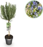 Plantenboetiek.nl Rosmarinus officinalis Terras Plant Bladhoudend Winterhard Paarse Bloem Ø19cm 80-90cm hoog Tuinplant