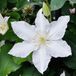 Arborix Bol Clematis 'Gladys Picard' - Bosrank - 50-60 cm in pot