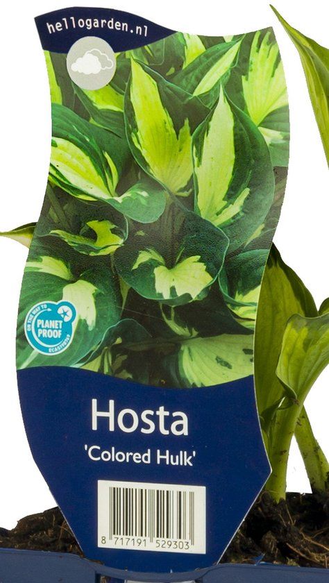 Griffioen Hosta 'Colored Hulk'