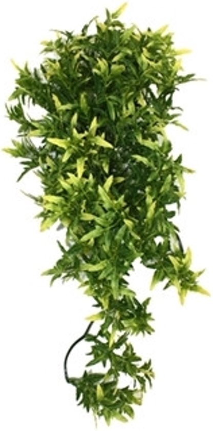 Komodo Croton Plant - 40 cm groen