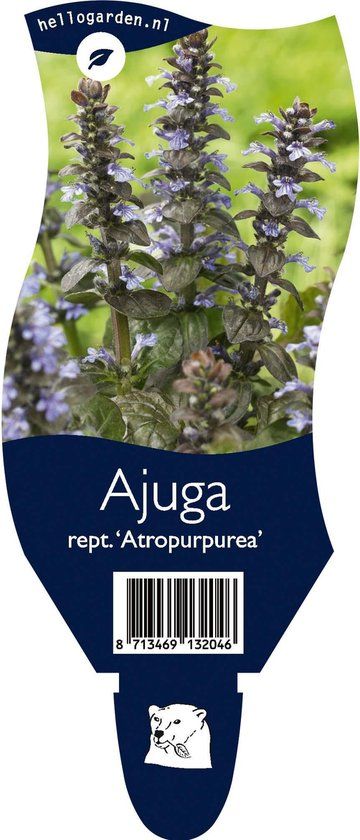 Griffioen 5 x Ajuga reptans 'Atropurpurea' P11 - 1.3 Ltr Kruipend zenegroen