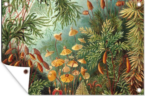 GreatGardenPosters Tuinposter 120x80 cm - Oude meesters - Muscinae - Haeckel - Tuindecoratie - PVC