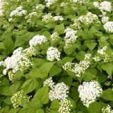 Arborix Eupatorium 6 x Eupatorium Rugosum 'Braunlaub' - Koninginnekruid Pot 9x9 cm - Donkerbladige Vaste Plant