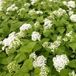 Arborix Eupatorium 6 x Eupatorium Rugosum 'Braunlaub' - Koninginnekruid Pot 9x9 cm - Donkerbladige Vaste Plant