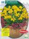 Baltus Narcis Mini Tete a Tete per 20