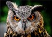 Shoppartners Bv Poster d'animal Chouette effraie-corbeaux A1 - 84 x 59 cm