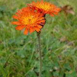 Arborix Bol 6 x Hieracium Aurantiacum - Havikskruid Pot 9x9 cm - Oranje Wilde Bloem