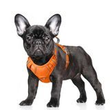 BARKBAY Anti-trek hondentuigje, reflecterend hondentuigje met clip aan de voorkant en eenvoudige handgreep voor wandelen, training, hardlopen met ID-tagzak (oranje, S)
