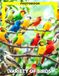 Variety Of Birds Photo Book