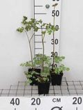 GRDplanten 6x Ruit - Thalictrum rochebrunianum | 9x9 cm pot