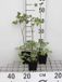 GRDplanten 6x Ruit - Thalictrum rochebrunianum | 9x9 cm pot