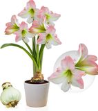 Merkloos / Sans marque Amaryllis Bol - Apple Blossom - 1 stuk - Rood-Wit