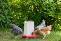 Kerbl Hobbyfarming Voederautomaat met poten, 3,5l, rood/wit, 16,5x24,5x35cm