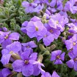 Arborix Aubrieta 6 x Aubrieta 'Cascade Purple' - Randjesbloem Pot 9x9 cm - Paarsbloeiende Bodembedekker