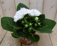 Warentuin natuurlijk Gloxinia wit kamerplant