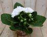 Warentuin natuurlijk Gloxinia wit kamerplant