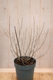 Warentuin natuurlijk Duindoorn eenhuizig Hippophae rhamnoides Vitaminhochzeit 70 cm