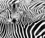 Rasch Behang 363616 - fotobehang op vlies met zebra kudde in zwart-wit - collectie African Queen III