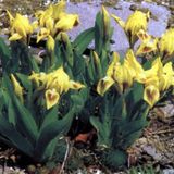 Arborix Iris 6 x Iris 'Brassie' - Dwergbaardiris pot 9x9cm
