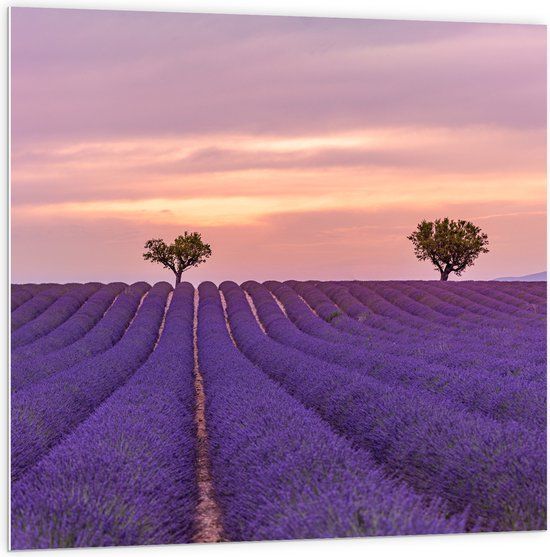 Merkloos / Sans marque PVC Schuimplaat - Duo Bomen in Paars Lavendelveld - 100x100 cm
