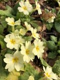 GRDplanten Groendecor Tuinarchitectuur 6x Sleutelbloem - Primula Vulgaris | 9x9 cm pot