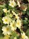 GRDplanten Groendecor Tuinarchitectuur 6x Sleutelbloem - Primula Vulgaris | 9x9 cm pot