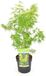 Plantenwinkel.nl Acer palmatum 'Seiryu' - Japanse esdoorn - Hoogte 50/60 cm - 19cm Ø pot - Licht Groen