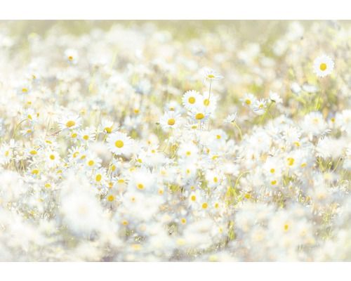 KOMAR Fotobehang papier Daisies 254x368 cm