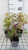 GRDplanten Groendecor Tuinarchitectuur 6x Bergamotplant - Monarda didyma | 9x9 cm pot