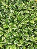 GRDplanten Groendecor Tuinarchitectuur 6x Hartlelie - Hosta hybr. 'Brim Cup' | 9x9 cm pot