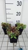 GRDplanten Groendecor Tuinarchitectuur 6x gele dovenetel - Lamiastrum gal. 'Herman's Pride' | pot 9 x 9 cm