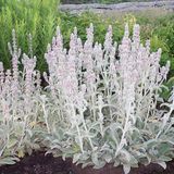 Arborix Stachys Byzantina - Ezelsoren pot 9x9cm